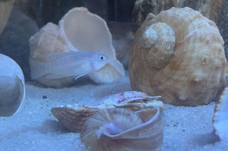 Muszlowiec krótki to gatunek endemiczny z jeziora Tanganika w Afryce