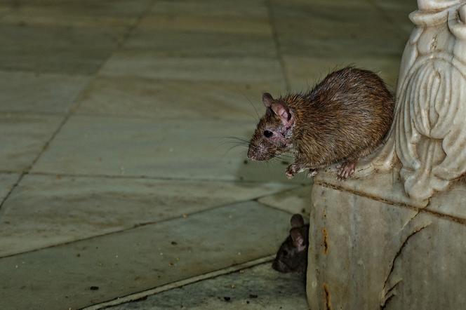 Szczury we Wrocławiu to ogromny problem
