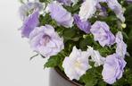 Dzwonek ‘Blue Wonder’