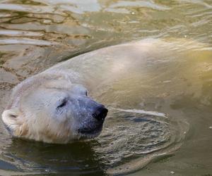 Niedźwiedzie polarne z Warszawskiego ZOO