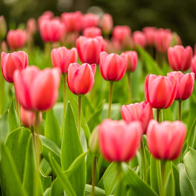 tulipany2.jpg