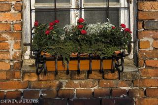 Propozycja dekoracji balkonu czy tarasu: kompozycja z róż, ziół i jałowca