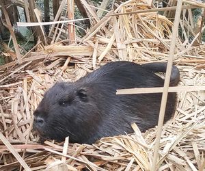 Inwazyjny gatunek gryzonia rozplenił się w Krakowie. Powoduje poważne szkody