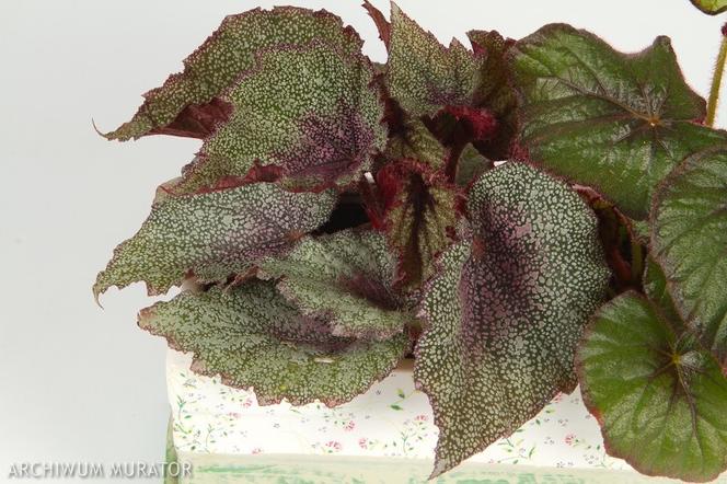 Begonia królewska