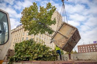 Lipy znikają z pl. Powstańców Warszawy. Przesadzają je na Jagiellońską
