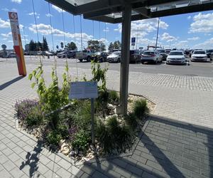 Zazieleniony teren parkingu i pasażu przed terminalami Katowice Airport