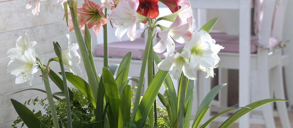 Hippeastrum i Syngonium