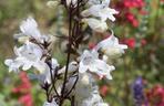 Penstemon