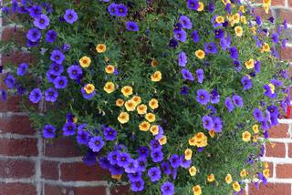 Kwiaty balkonowe zwisające: lubiące słońce, o ozdobnych liściach. Jakie kwiaty do wiszącej doniczki? Zdjęcia