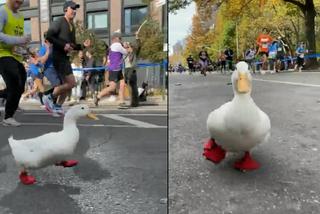 Kaczka przebiegła maraton. Zrobiła to jeszcze w wyjątkowych butach!