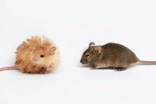 Naukowcy stworzyli włochate myszy