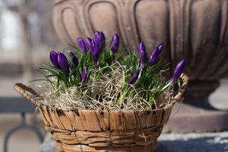Krokusy w doniczkach