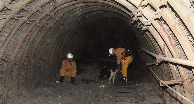 JSW: w kopalni Pniówek pierwsze szkolenie psów ratowniczych