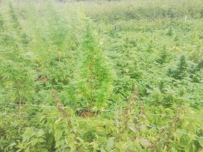 Łódź: OGROMNA hodowla marihuany na Olechowie. "Trawka" rosła nieopodal rzeki