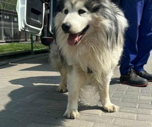 Zabił kobietę, wyprowadzał jej psa