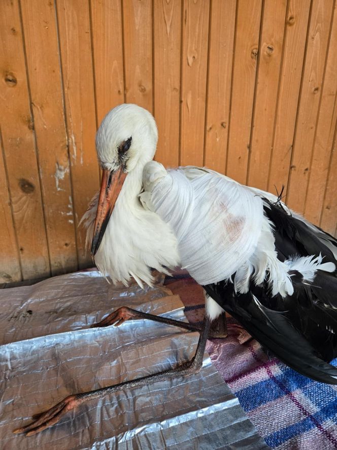 Ranny bocian po zderzeniu z dronem.