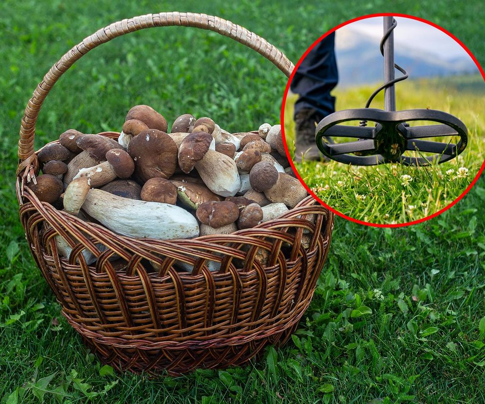 Grzybobranie z niespodzianką! Zamiast borowików znalazł... cmentarzysko!