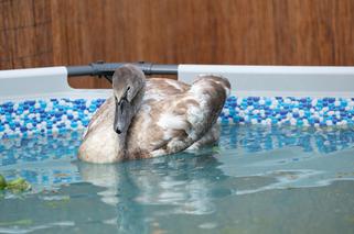 Łabędź Orfeusz dostał prywatny basen. Ptak z uszkodzoną nogą trafił do przemyskiej lecznicy