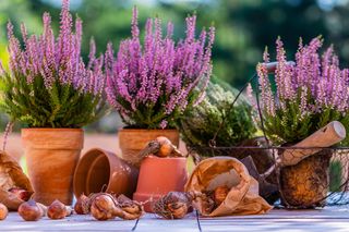 Jesienne kwiaty na balkon. Zdjęcia