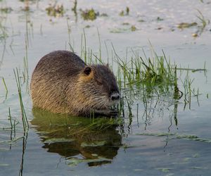 Nutrie w Rybniku jednak przeżyją?