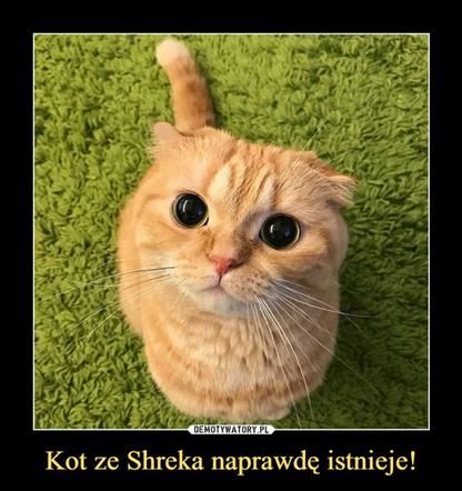 Dzień Kota 2021 - memy