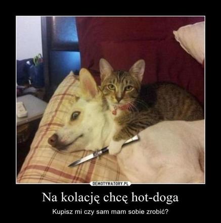 Chcesz poprawić sobie humor? Te memy ze zwierzętami rozbawią cię do łez!