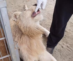 Tygrys i dwa lwy w niewielkiej miejscowości w Małopolsce. Żyją na prywatnej posesji „cyrkowca”