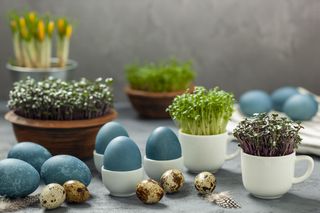 Rzeżucha na Wielkanoc