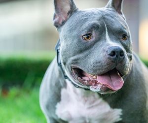 Pies pogryzł 2,5-letnią dziewczynkę. Amstaff tydzień wcześniej przyjechał ze schroniska