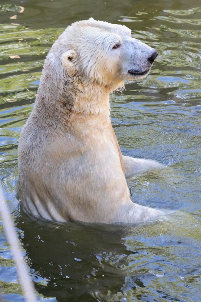 Niedźwiedzie polarne z Warszawskiego ZOO