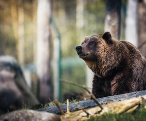 Majówka 2024. Władze ostrzegają przed atakami niedźwiedzi! Mogą być rozdrażnione