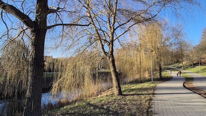 Pierwsze oznaki wiosny w Olsztynie. W mieście są już pąki na drzewach