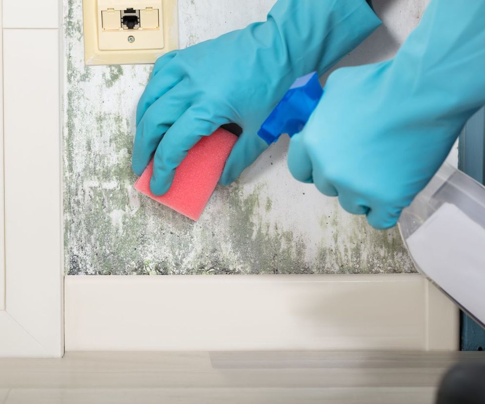 Grzyb na ścianie - jak usunąć?