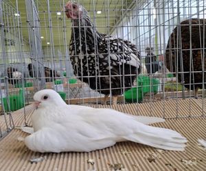 Kalisz. Rasowe gołębie, drób i króliki można podziwiać w hali OSRiR