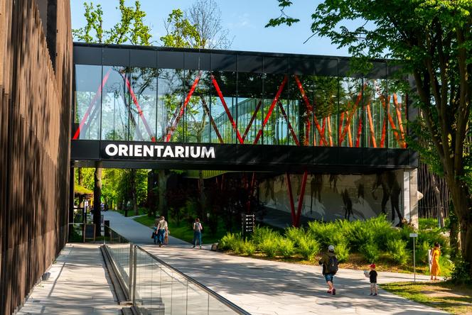 Orientarium ZOO Łódź. Kiedy są kąpiele słoni? Ile kosztują bilety w 2023?