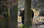 Niedźwiedzie w poznańskim ZOO wybudziły się z zimowego snu