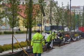 Olsztyn się zazieleni. W tych miejscach posadzą nowe drzewa. Mamy listę!