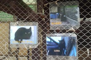 Schronisko dla Zwierząt w Olsztynie