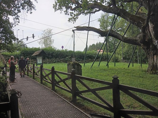 Dąb Bartek w Zagnańsku