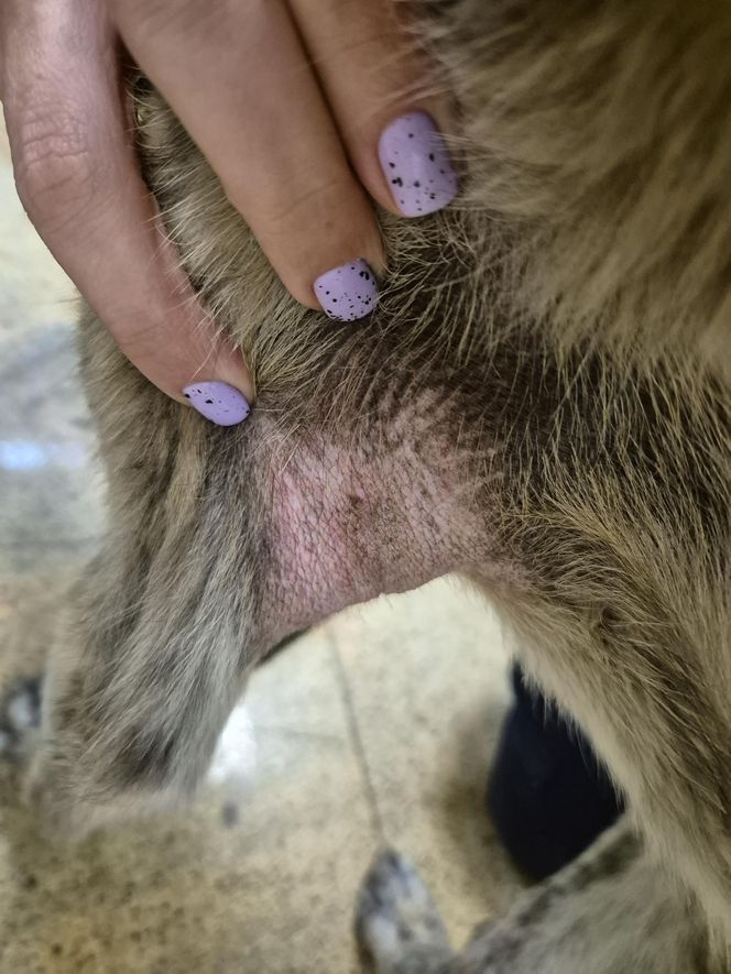 Dramat w Pruszkowie. Przetrzymywał zwierzęta w skandalicznych warunkach. Właściciel próbował się ich pozbyć