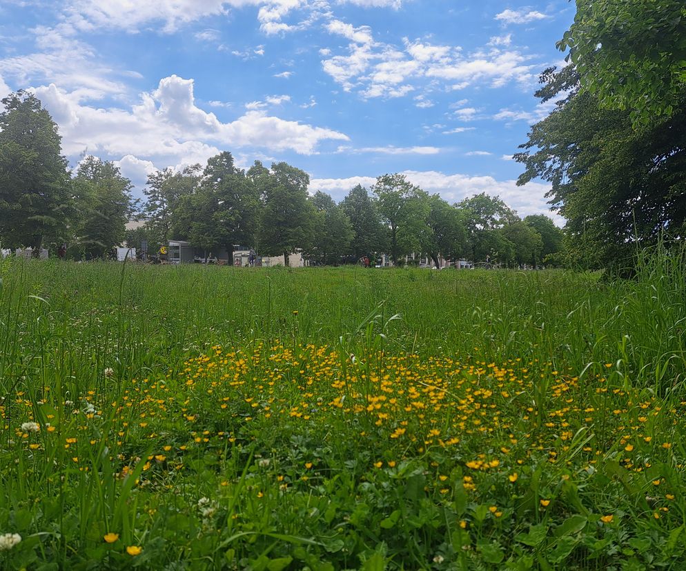 Błonia w Krakowie