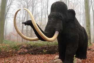 Prehistoryczne kości z metra: Miał być mamut, jest samica słonia leśnego [GALERIA]