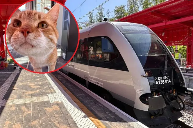 O kocie, który odprowadza swoich właścicieli na pociąg. Zwierzaka pokochał internet 