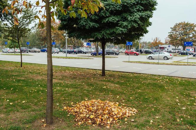 W Warszawie powstanie nowy ekologiczny parking