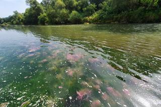 Zanieczyszczona rzeka Raba. Na wodzie pojawiły się różowe wykwity [ZDJĘCIA]
