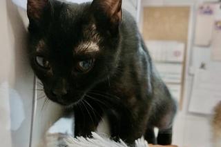 Koci wirus zaatakował oczy kotki Michell