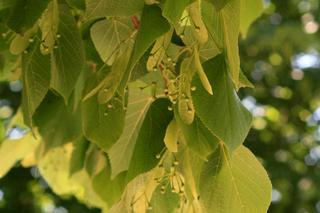 Lipa holenderska 'Pallida'