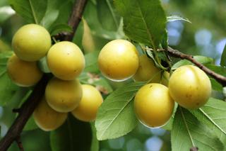 Śliwa ‘Mirabelka z Nancy’ - Prunus domestica ‘Mirabelka z Nancy’