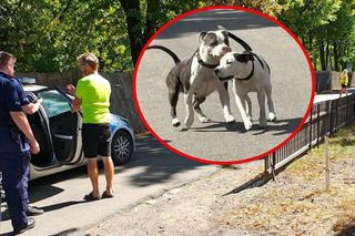 Sąsiedzi są bezradni. Agresywne pitbulle sieją postrach w dzielnicy