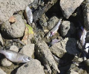 Katastrofa ekologiczna w Wiśle. Tysiące martwych ryb w rzece w Warszawie!